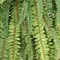 12-Pack: 30" UV Realistic Fern Hanging Bush with Silk Fronds by Floral Home®